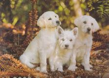 2009 Guide Dog Calendar